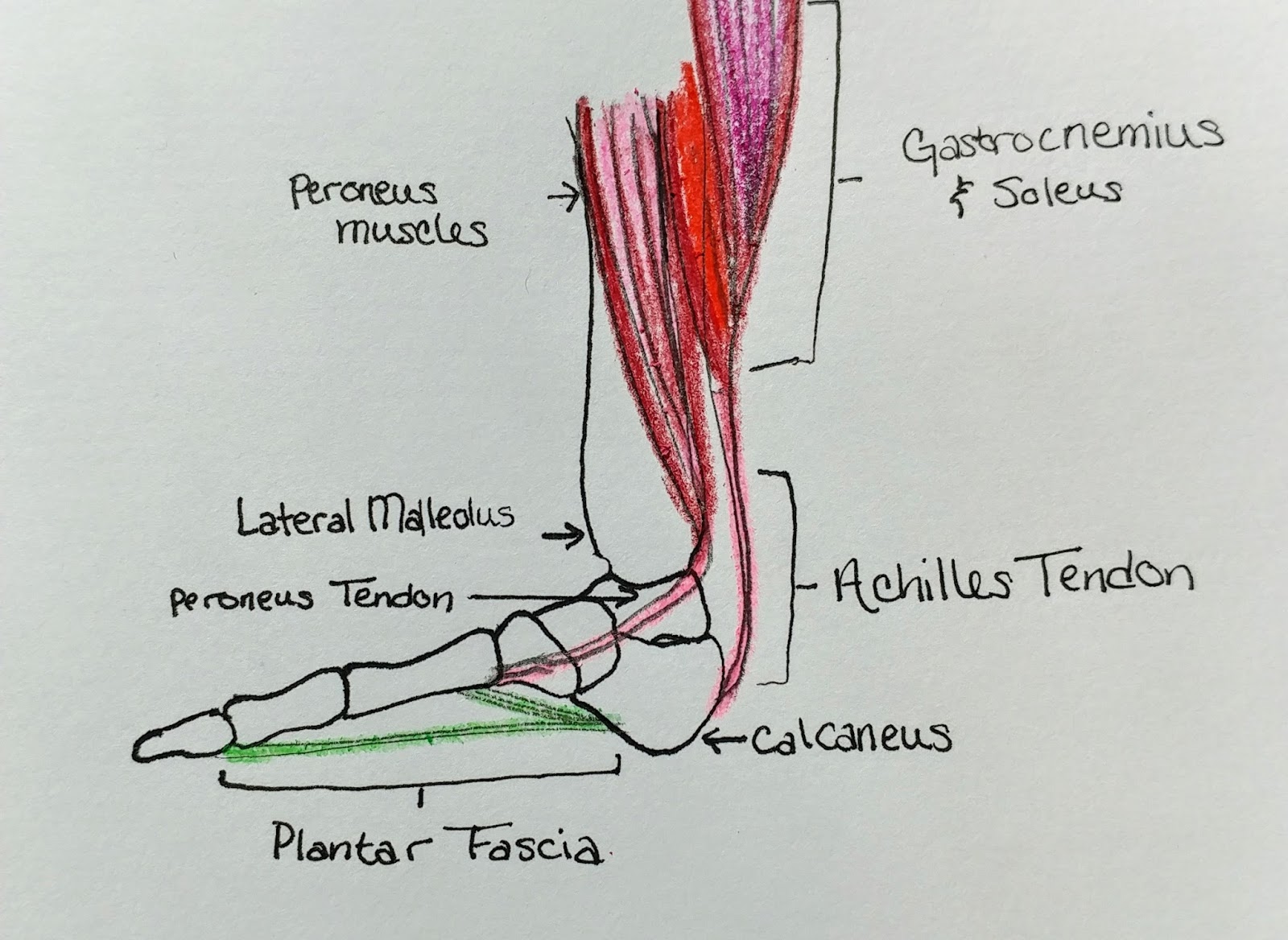 Plantar Fasciitis A Look At The Underlying Causes
