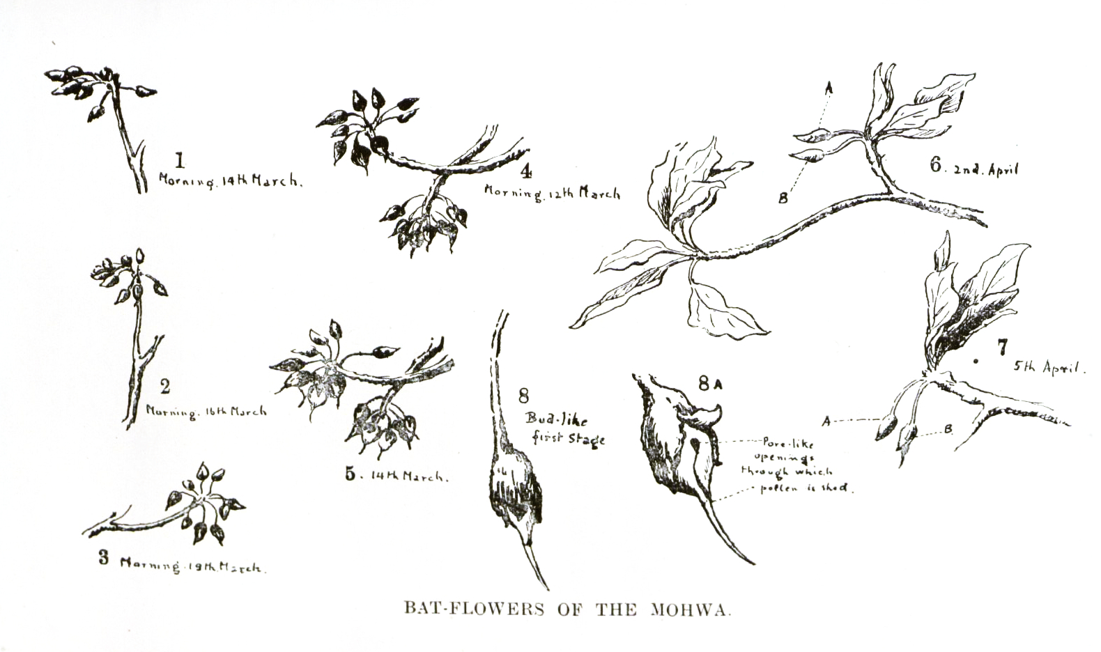 Catching Flies Maude Lina West Cleghorn A littleknown amateur