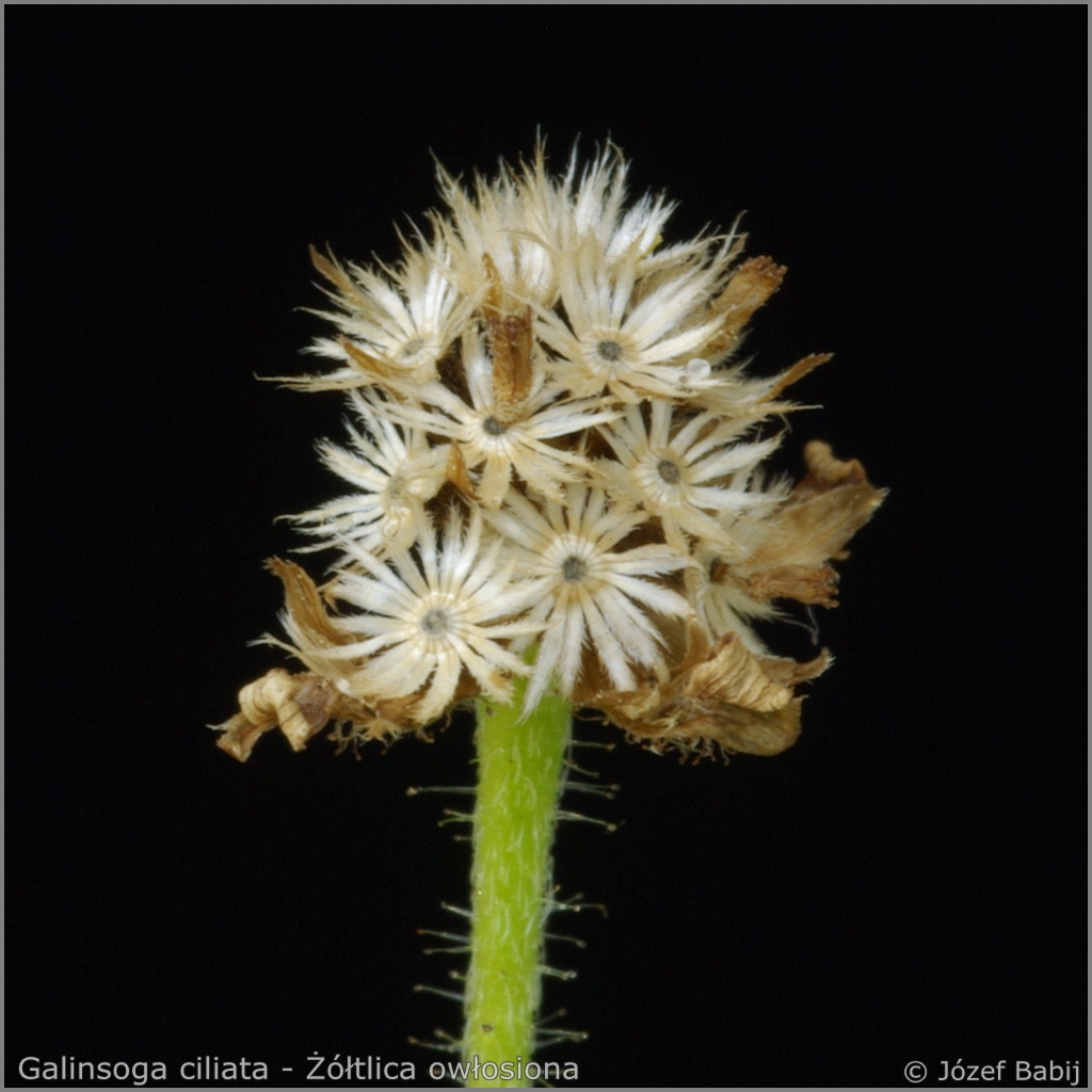 Galinsoga ciliata fructification   - Żółtlica owłosiona owocostan 