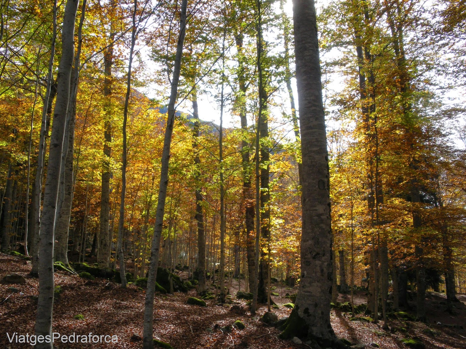 Bosc de Conangles a la tardor Fageda Val d'Aran Pirineu de Lleida