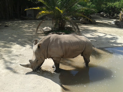 Buinzoo, Santiago. Zoo near Santiago, Chile.