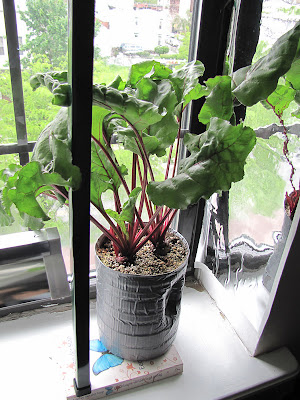 Bucolic Bushwick Indoor Vegetable Gardening