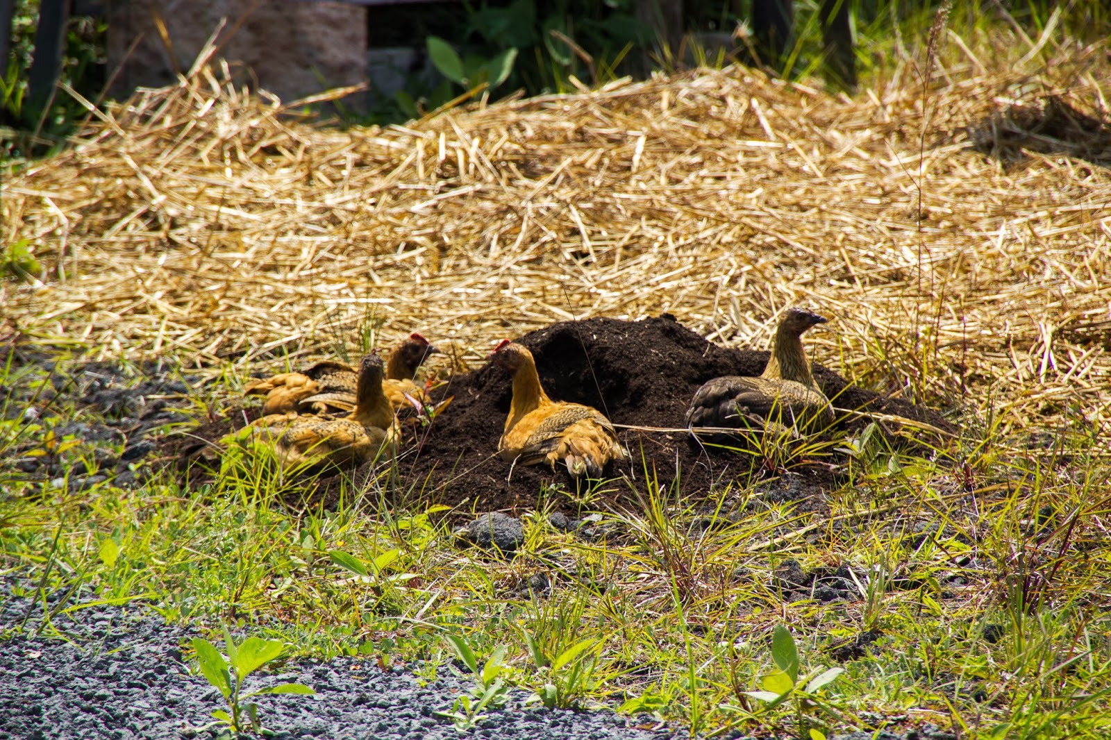 Big Island Living Concrete forms & chickens