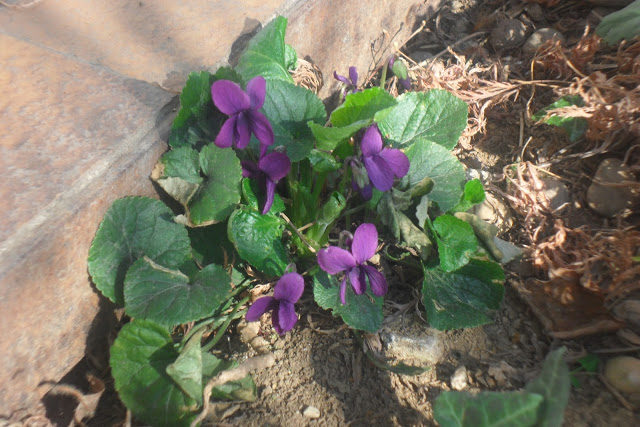 Le Rose Sono Rosse Le Viole Sono Blu