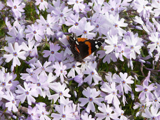 red admiral butterfly