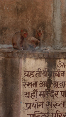 Día 13. De Jaipur a Agra pasando por Galtha y Fatehpur Sikri. - Indiaren ametsa (El sueño de India) (5)