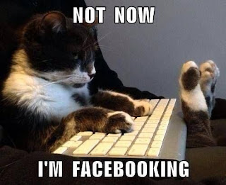Funny Cat Pic Facebooking