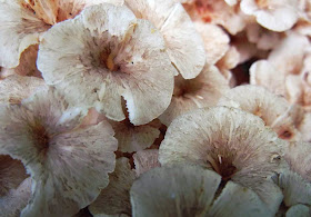 caps of Dendropolyporus umbellatus are umbilicate