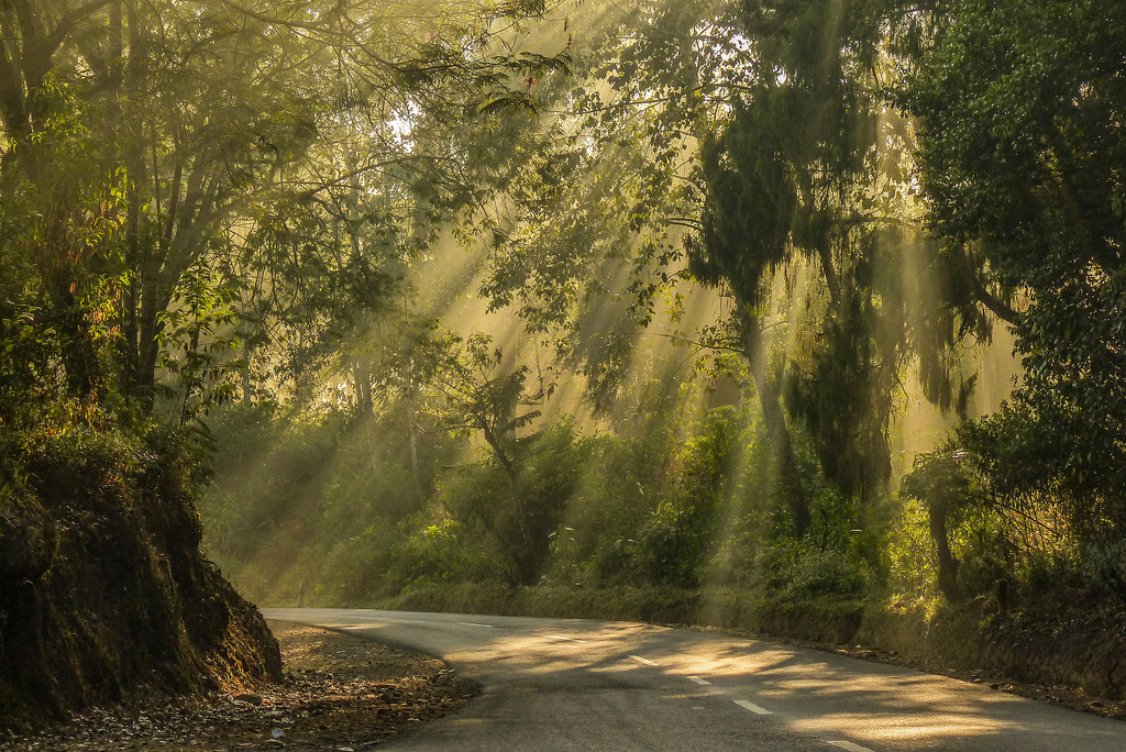 Ray of Light diantara dedaunan pada pohon