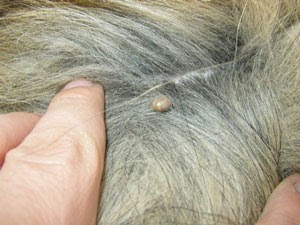IS YOUR DOG A TICK MAGNET?
