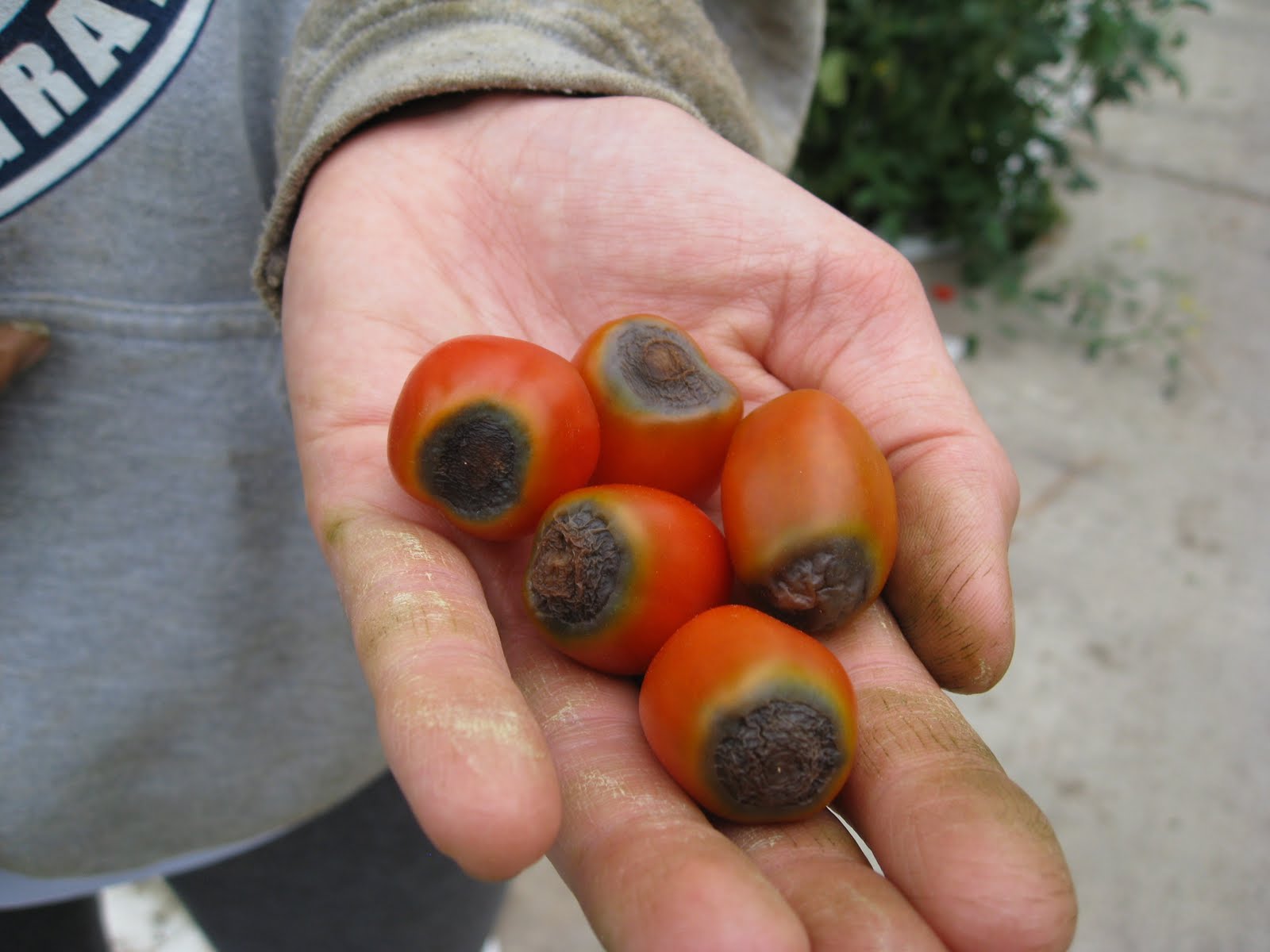 The Greenhouse Project Harvesting Grape Tomatoes
