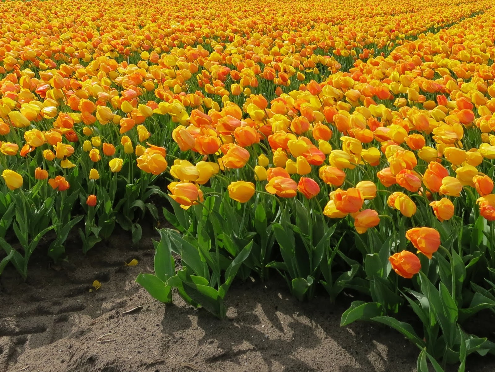 Zwitserw Katwijk At the edge of a tulip field on a windy day