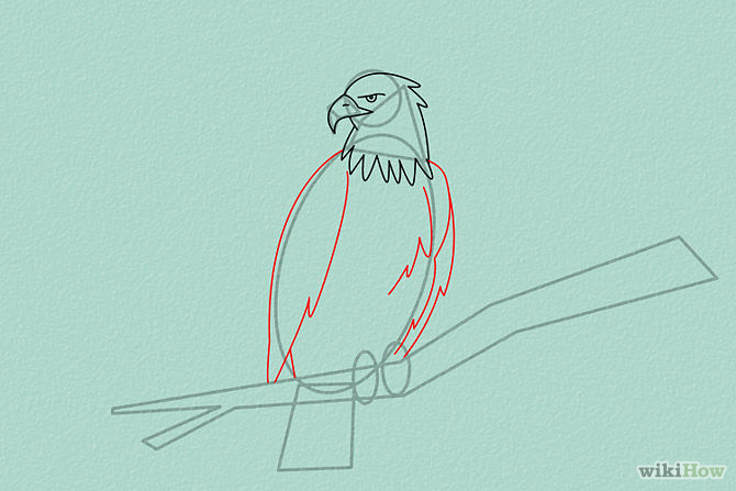 Menggambar Burung Elang Karikatur Sketsa Sayap Badan Gambar