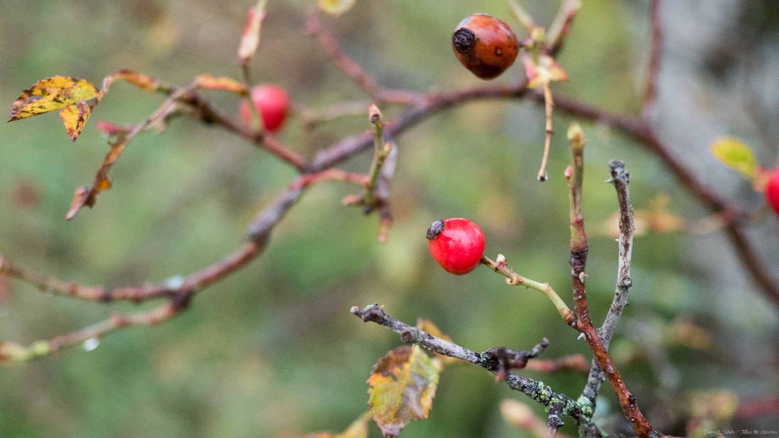 Https Www Rosalux De Fileadmin Rls Uploads Pdfs Stiftung Rls Jb 2011 Web Pdf