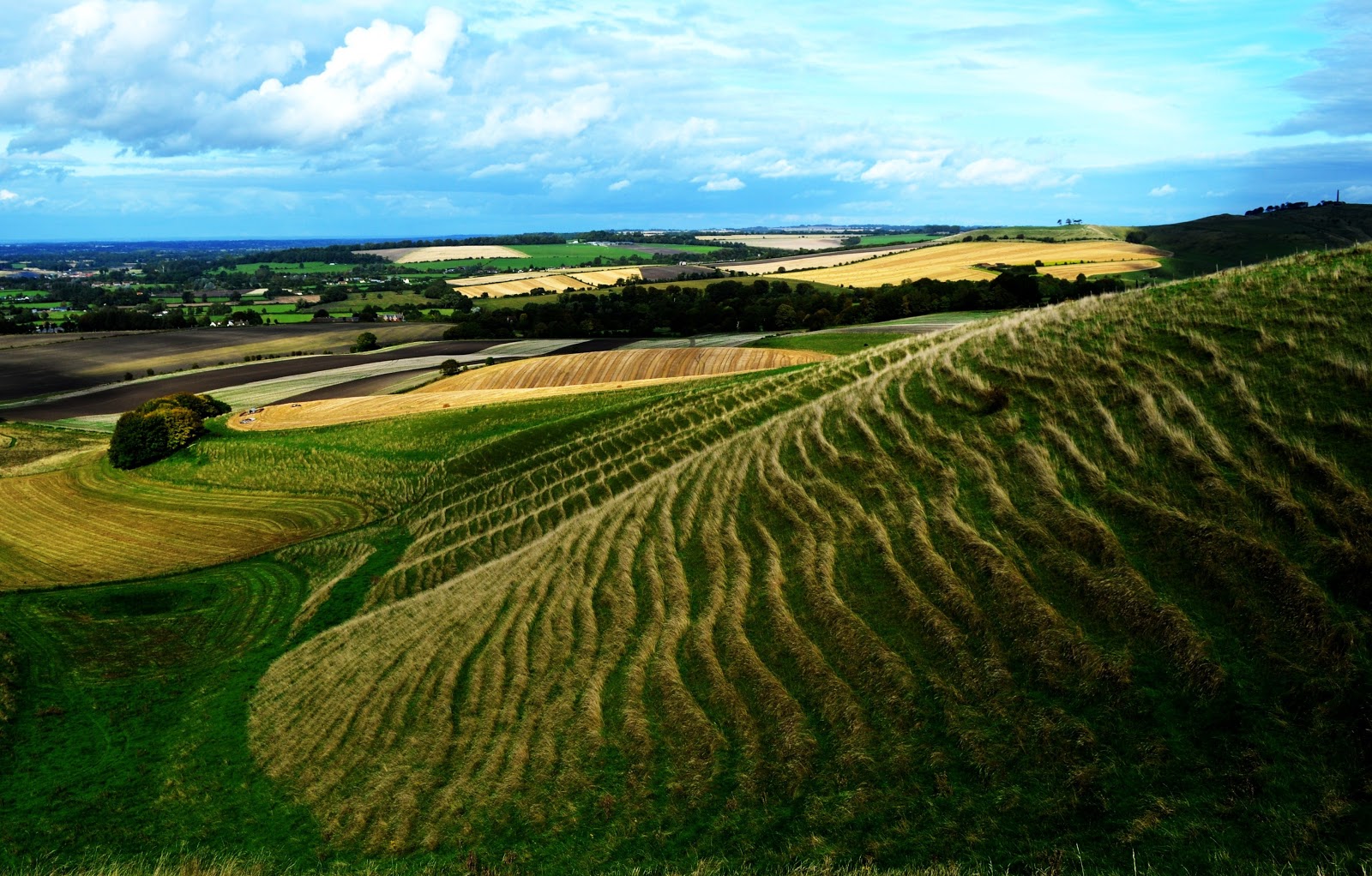 Hill WiltsWildlife View of North Wiltshire from Hill