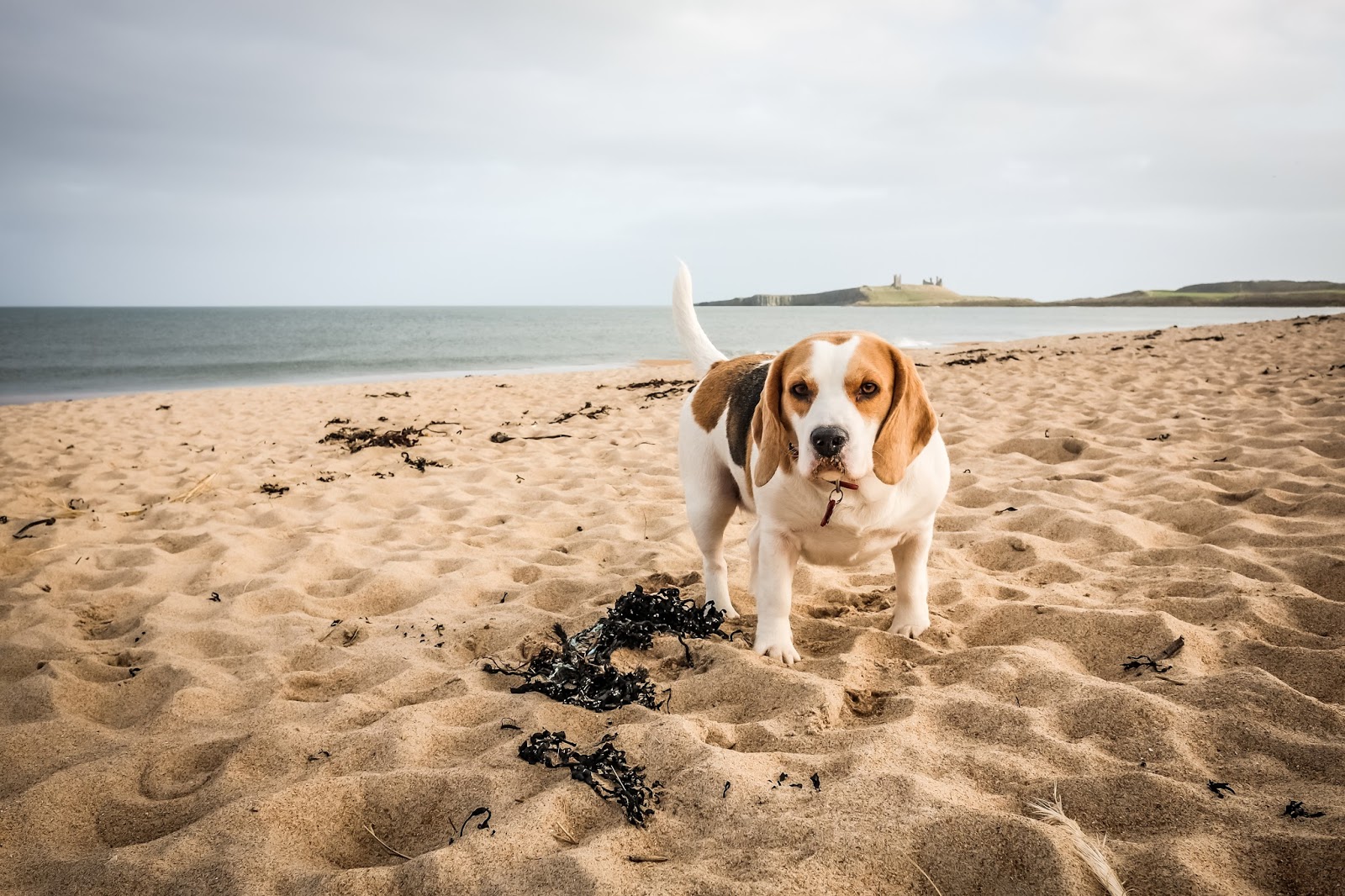 Dog Friendly Beach Cottages Northumberland Dog Friendly Beach Cottages Northumberland