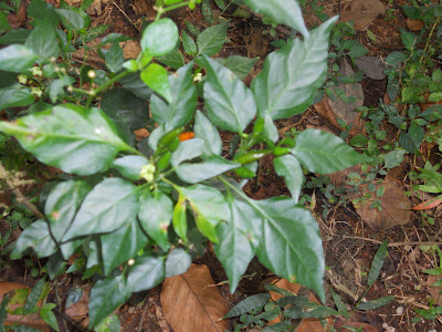 A Green Chilly Plant