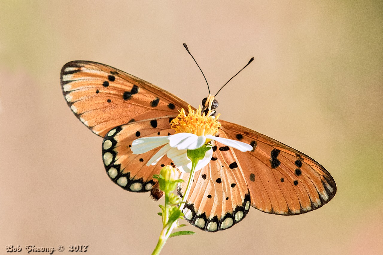 Butterflies of Singapore: Butterfly of the Month - January 2018