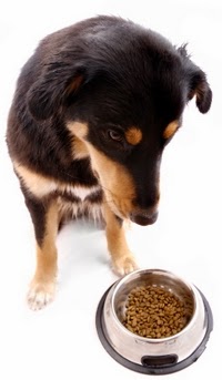 Divinely Toxic - Mycotoxins, Toxic Mold, Toxins, Candida