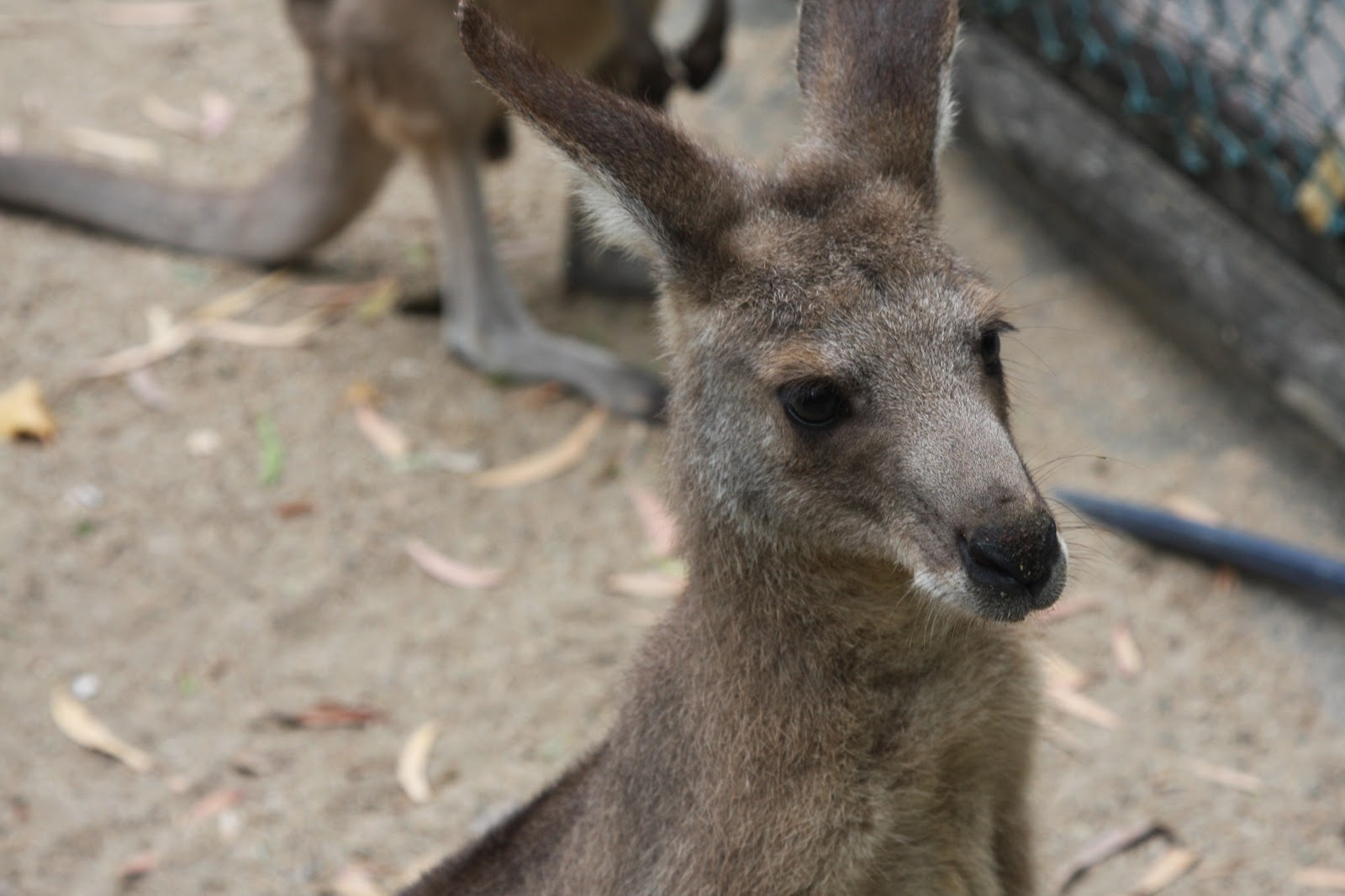 Australia 2012 When Koalas Attack