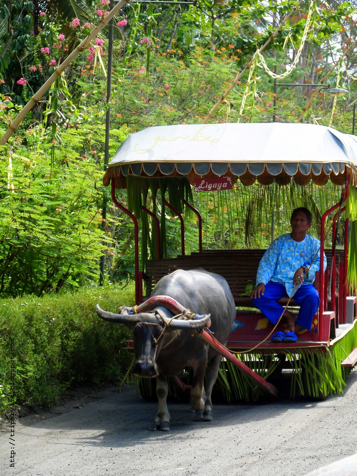 Day Trip to Villa Escudero | Trips... by Liz