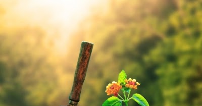 Essay on importance of trees with introduction and conclusion picture