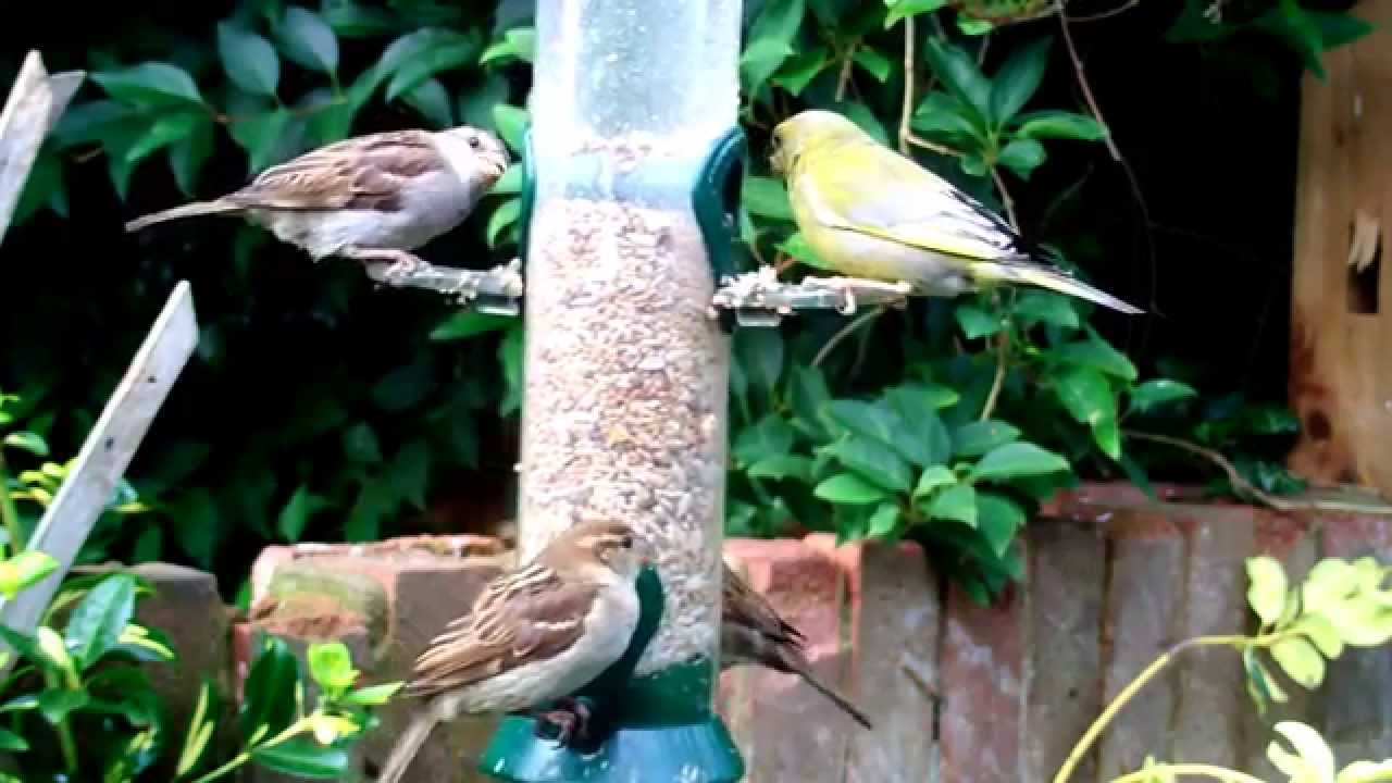 Bird In Everything Wild Birds Of Arkansas