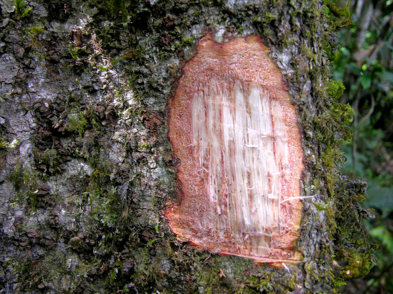 Quercus Rex FAGACEAE IN VIETNAM