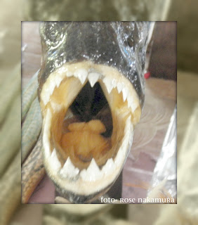 artesanato amazonense