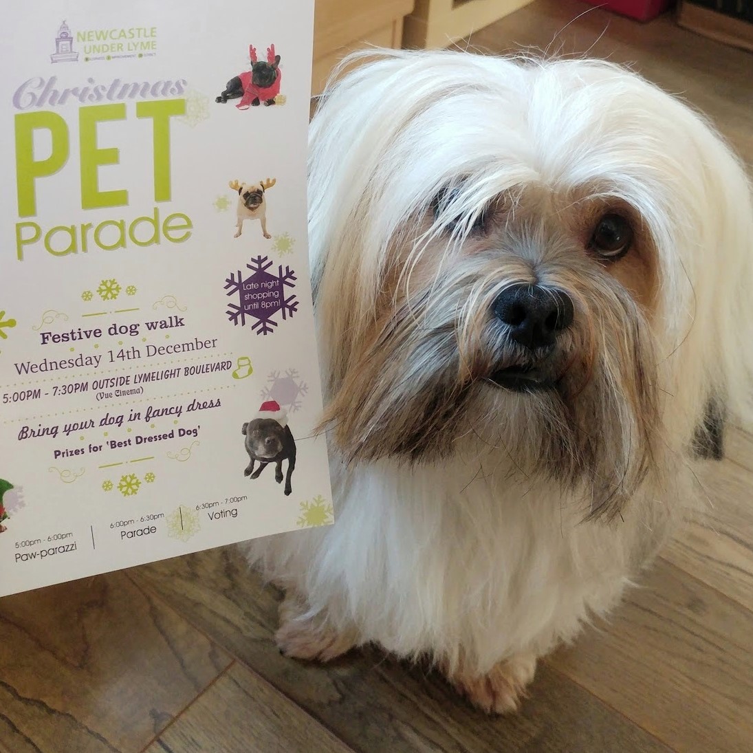 Christmas Pet Parade NewcastleunderLyme Staffordshire Paws