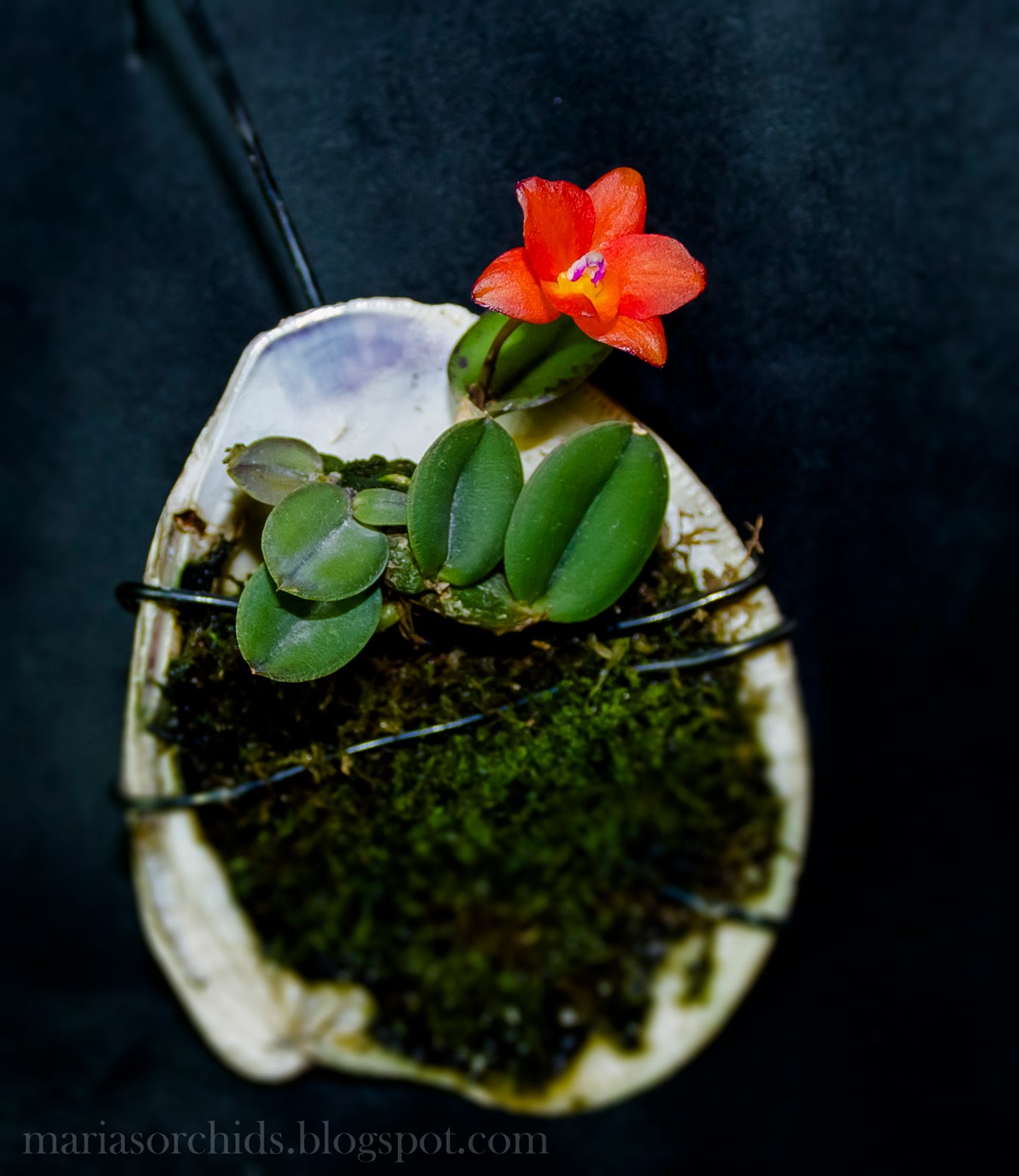 Maria's Orchids Cattleya cernua blooms