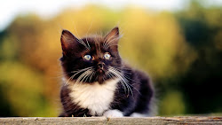 kitten wallpapers things amazing