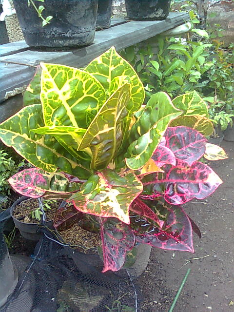 Macam Macam Jenis Pohon Puring