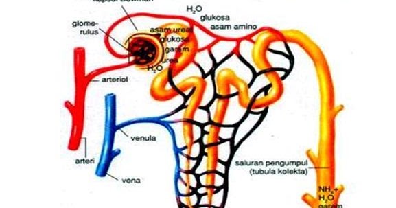 Proses Pembentukan Urine | Pustaka Pandani