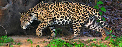 Animales y Plantas de Perú PLAAN: Jaguar - Panthera onca