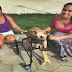 BOM EXEMPLO / Cachorro ganha cadeira de locomoção após rifa na internet na cidade de Capim Grosso