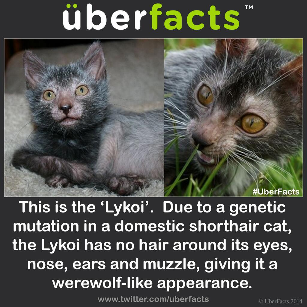 Something wicKED this way comes....: Werewolf cats...just in time for ...