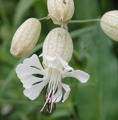 Flores blancas de la colleja (Silene vulgaris)