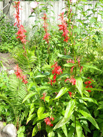 Lobelia cardinalis Cardinal flower Toronto ecological gardening by garden muses-not another Toronto gardening blog