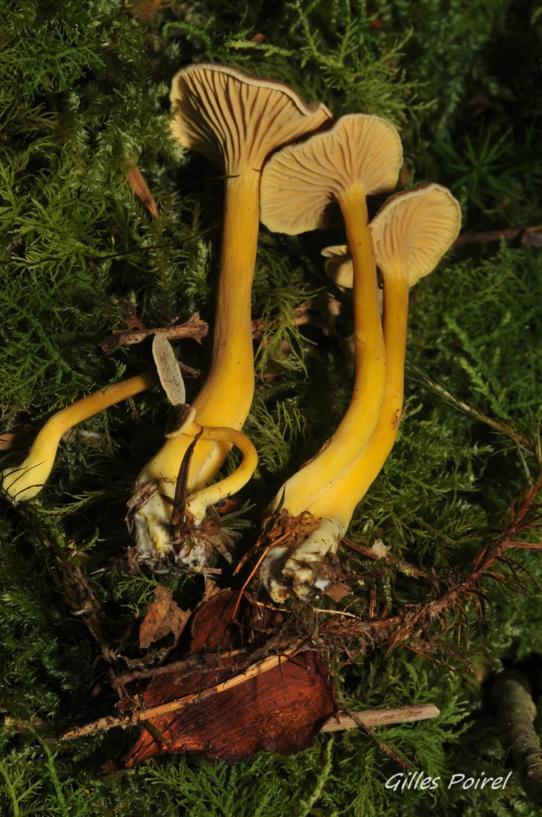 SHNJ. SOCIÉTÉ D'HISTOIRE NATURELLE DU JURA et des Amis de la Nature La