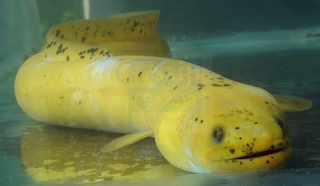 yellow fish found in sri lanka