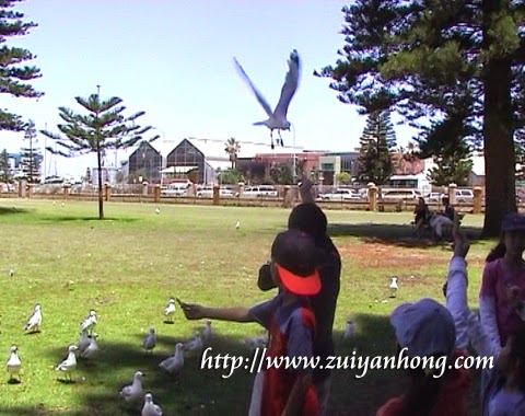 Feeding Seagulls