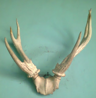 antikcethi.blogspot.com: Tanduk Rusa Putih Ganjil 9