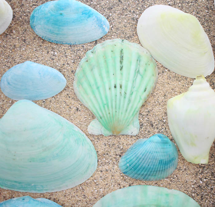 How to Dye Seashells Gina Michele