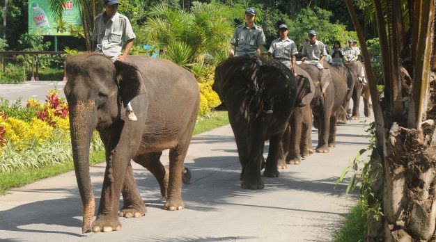 Elephant Back Safari Package - Bali, Zoo, Elephant Back Safari, Package, Sightseeing, Tours, Attraction, Safari and Marine Park