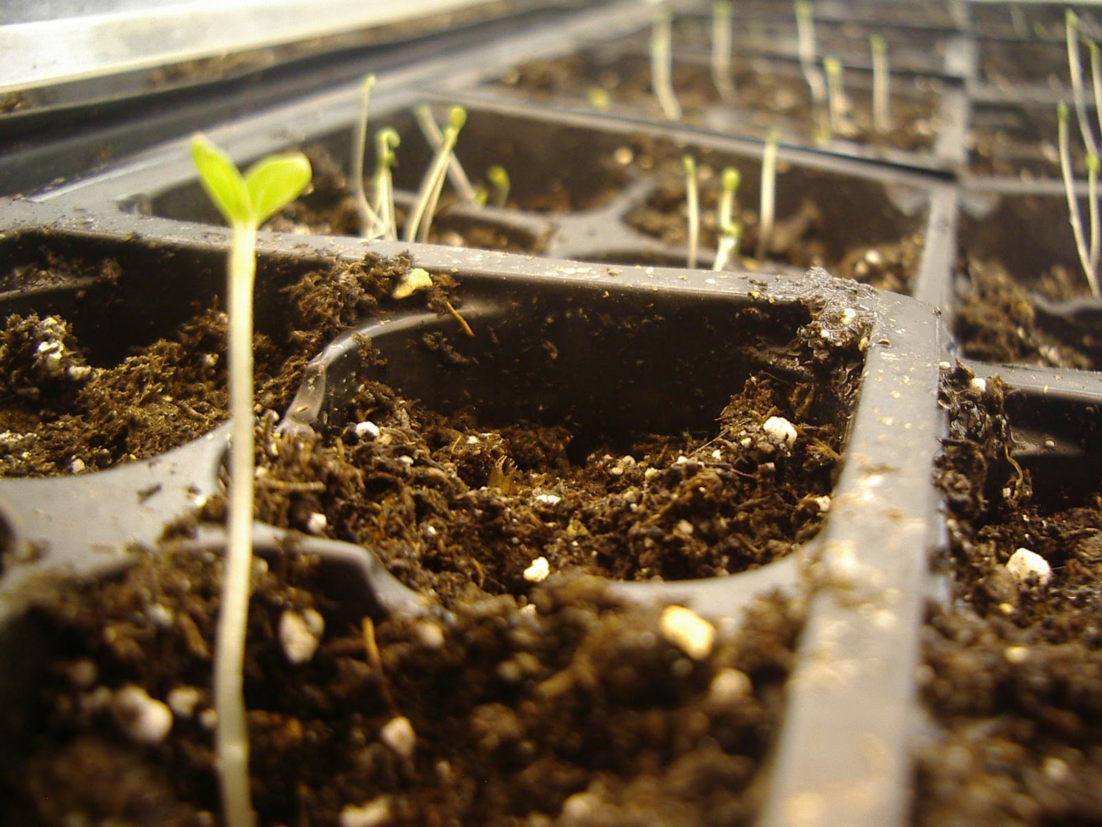 что можно посадить в феврале