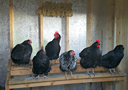 coop chicken winter eggs supplemental adding against case decide consider through things