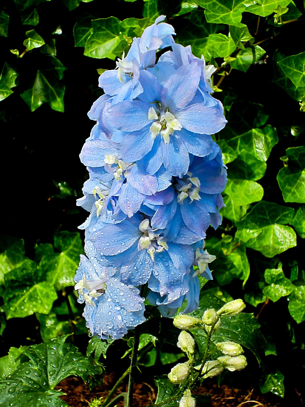 Thom Zehrfeld Photography Summer Flowers In Oregon City