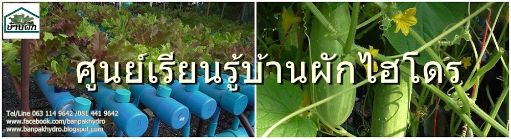 บ้านผักไฮโดร,hydroponics,บ้านผัก,banpakhydro,[hkozyd,บ้านผัก,อบรมผักไฮโดร,แอโร่โปนิกส์