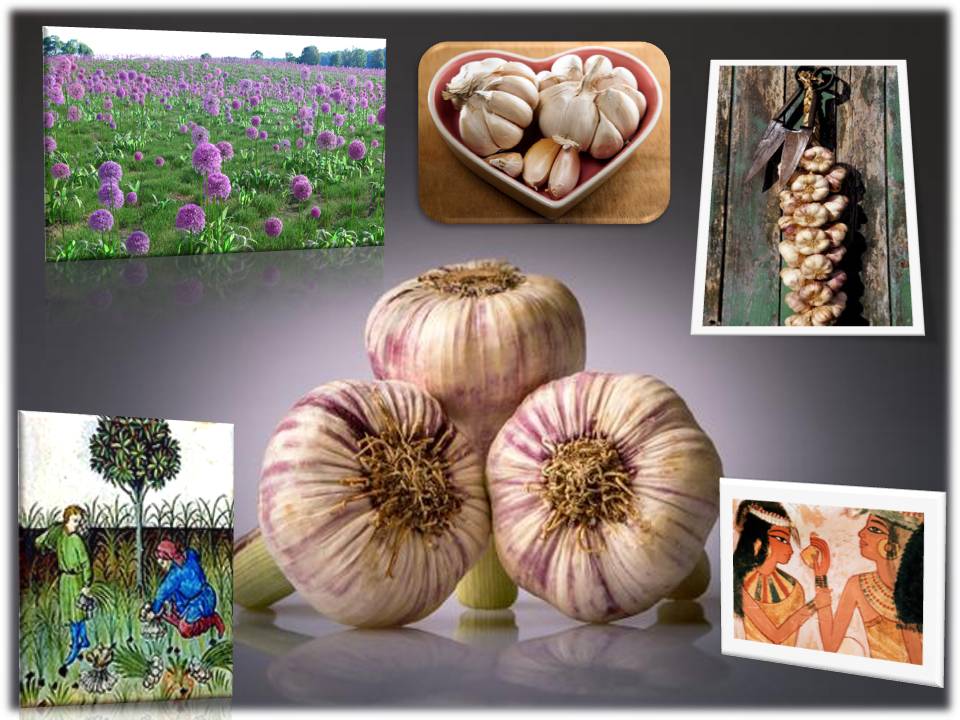 AJO, SUS PROPIEDADES E HISTORIA